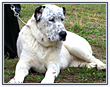 Dog Boarding Kennels Near Seattle's Seatac Airport 