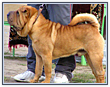 Dog Boarding Near Seattle's Seatac Airport 